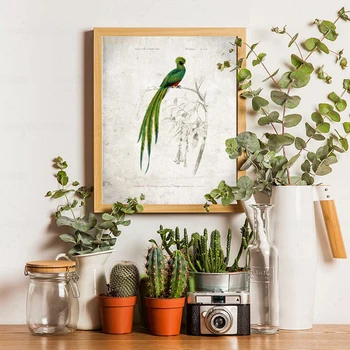 Винтажный плакат с изображением птицы Кетцаль, Иллюстрация птицы, настенное искусство, Домашний декор Orbigny Birds