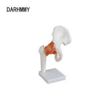 Модель Тазобедренного сустава DARHMMY В Натуральную величину, Анатомическая Модель, Медицинское обучение